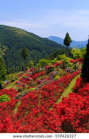 Azalea Flowers Blooming Spring Blooms. great views of Japan