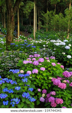 hydrangeas garden