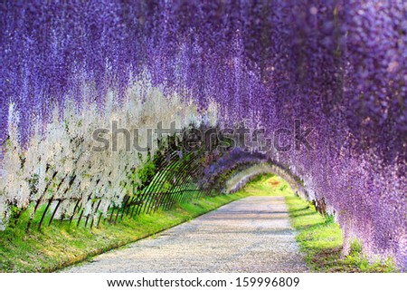 The great wisteria flower arch
