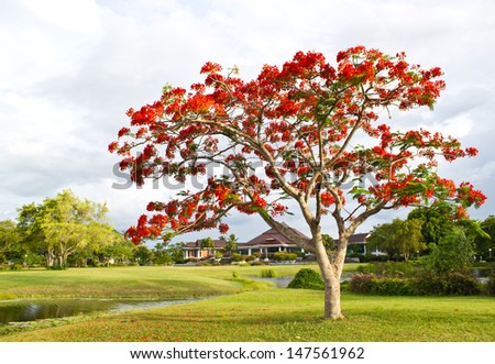 big tree with red flowers in the park (Flam-boyant, The Flame Tree, Royal Poinciana)
