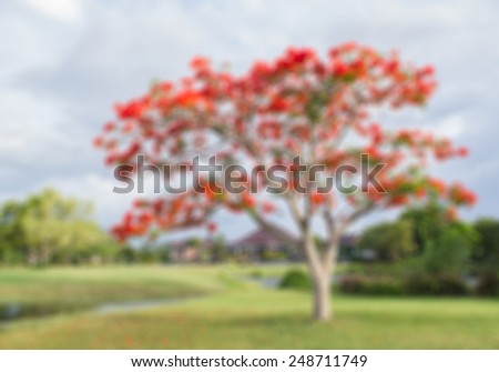 blur photo of big tree with red flowers in the park (Flam-boyant, The Flame Tree, Royal Poinciana)