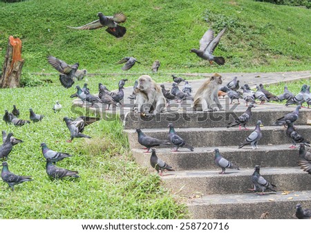 monkey among the birds (pigeon)