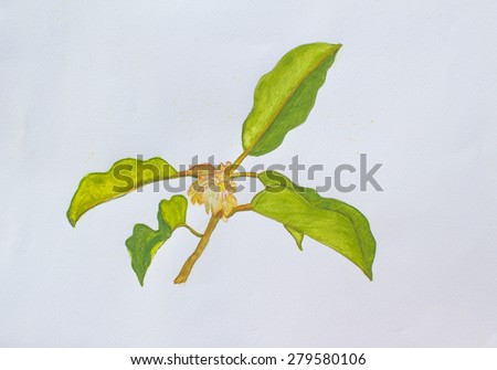 water color painting photo of leaf and flower on painting paper