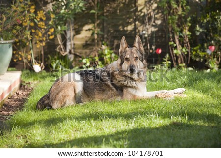 German Shepherd Dog laid on a lawn in a garden, looking at the camera. The dog is wearing a collar and has a stick on his front paws.