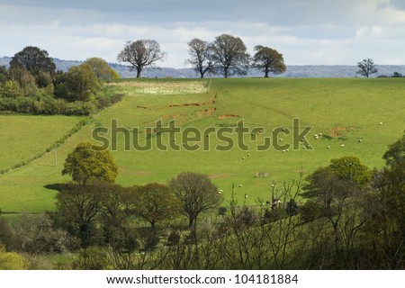 English landscape of fields and trees on a hill.  There are sheep in the field and it was taken in early spring before the trees are covered in leaves.  Taken in Surrey, England.