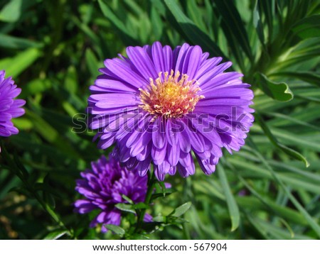 A round purple flower