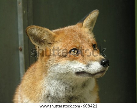 The face of a red fox