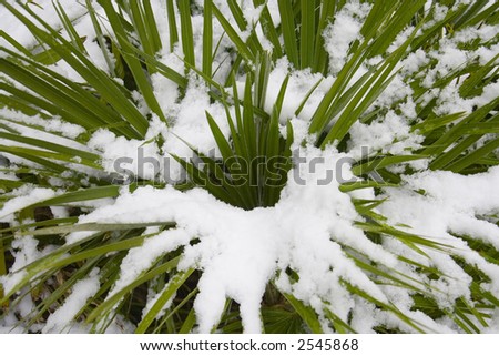 Snow covered plant  with spiky leaves