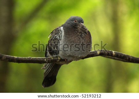A fluffed up pigeon sat on a branch against bright green foilage
