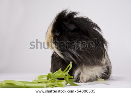 guinea pig wallpaper. Black and white guinea pig