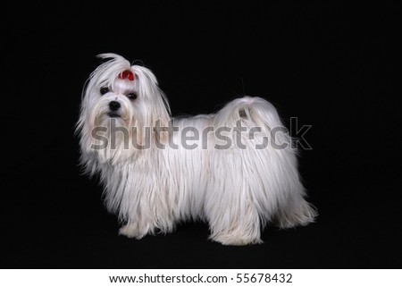 A cute white Maltese dog with red ribbon standing sideways looking at the camera against a black background.