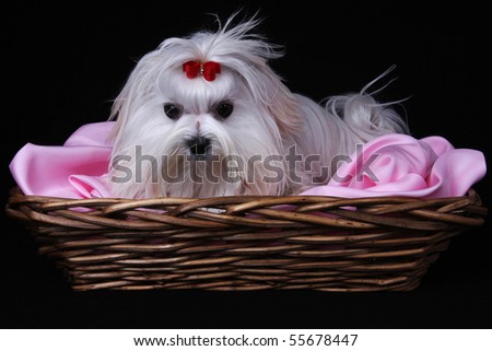 cute black and pink backgrounds. stock photo : A cute white