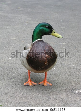 A male mallard duck standing directly in front of the camera with his head turned to one side stood on grey tarmac.  Taken in vertical format