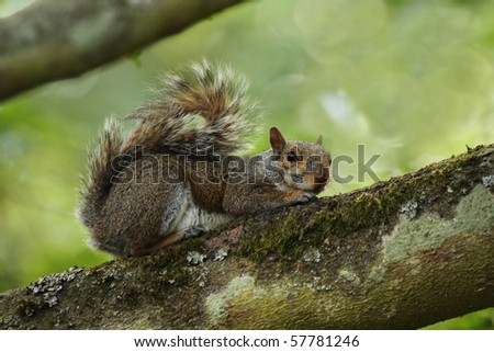 A grey squirrel lying down on a mossy branch of a tree with muted tones in the background.