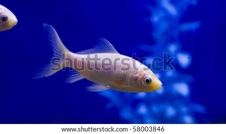 A pure white goldfish in a tank against a blue background.