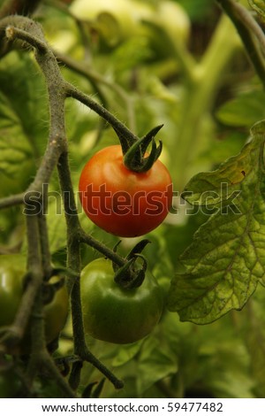 One ripe red tomato and one unripe green tomato growing in an allotment. Taken in vertical format.