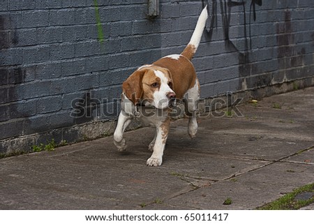 A brown and white dog in against an urban grey graffiti wall. The dog is wearing a collar.