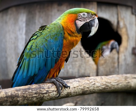 Macaw Breeding Box