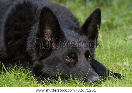An alert black German Shepherd dog laid on some grass with his eyes pricked up listening intently.