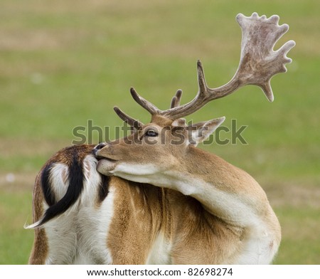 Rear view of a male stag itching his back, in full antler display against a natural green background.