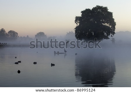 A cool blue misty morning at a lake in Bushy Park, London, England.  Taken on a cold autumn day.