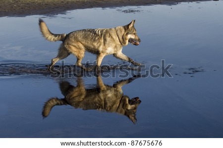 German Shepherd Dog in water with reflection, with muddy feet. The water is very blue