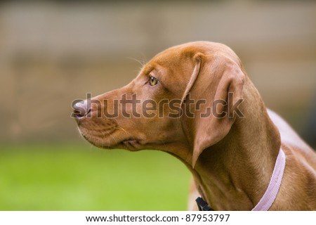 Close up of the head of a Hungarian Vizsla dog.  This is a female puppy wearing a collar.