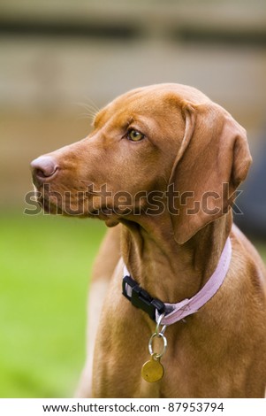 Vertical shot of a Hungarian Vizsla dog.  This is a female puppy wearing a pink collar and id tag.