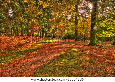 High Dynamic Range shot of a forest path in Autumn. Taken in the New Forest in Hampshire, England.