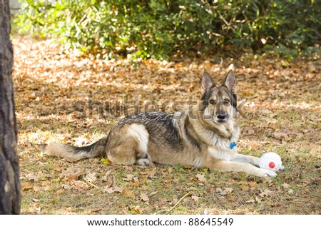A sable German Shepherd Dog lying down on the ground with a toy.  He is wearing a collar and tag. He is outside lying on autumn leaves.