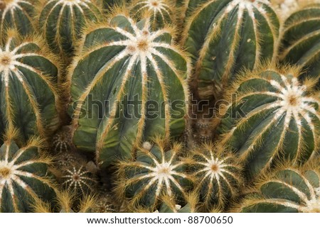 Cactus Display