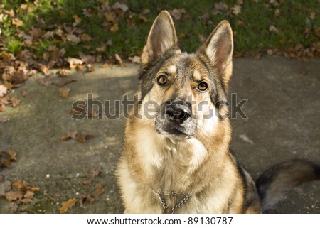 A sable German Shepherd Dog sitting down on the ground looking at the camera waiting for an order or command.  He is wearing a collar and tag. Taken outside during autumn.
