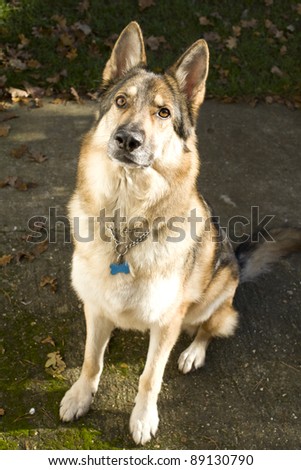 A sable German Shepherd Dog sat down looking at the camera waiting for a command or order.  He is wearing a collar and tag. Taken outside during autumn. Full body shot taken in vertical format.