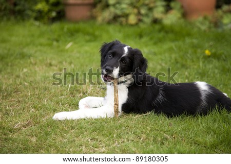 A black and white border collie puppy dog laid down on grass chewing a stick and looking at the camera.