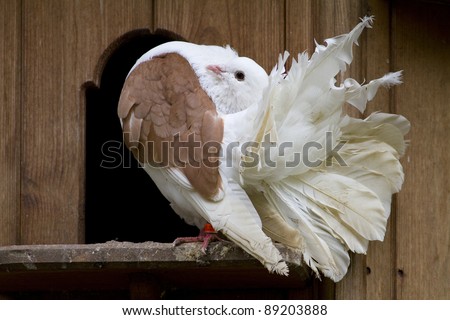 A Fantail Dove outside it\'s nest box. Fancy pigeon.