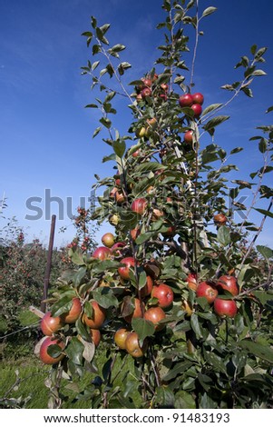 Ripe red apples growing in an orchard ready for harvest. Taken in vertical format.
