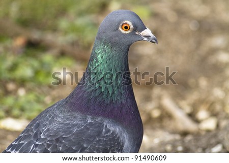 Head shot of a feral pigeon against a natural background.