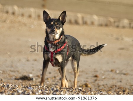 A Kelpie Dog cross with a Border Collie standing on a beach wearing an id collar and harness. Taken with an out of focus background of pebbles.