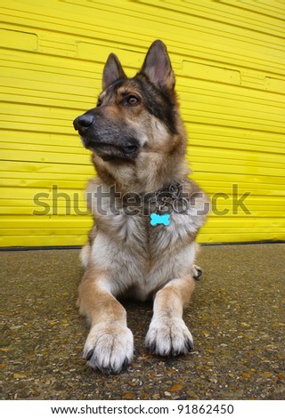 A German Shepherd Dog lying down on concrete against a bright yellow door.  Taken in vertical format with a wide angle lens.