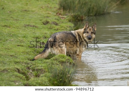 A sable German Shepherd Dog playing in a pond.  He is wearing a collar and tag and looking directly at the camera. His face is wet.