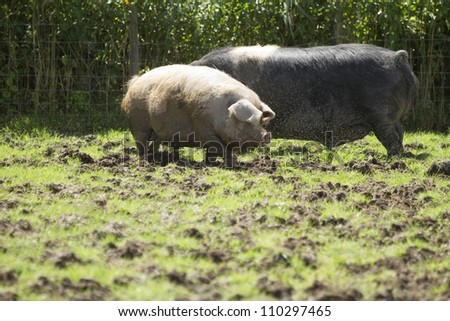 Two outdoor free range pigs in a grassy field on a sunny day.  The sun is back-lighting a swarm of flies around the pigs.