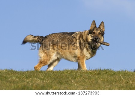 A sable German Shepherd Dog holding a stick stood on top of a green hill with a clear blue sky behind him.  He is wearing a collar and tag.