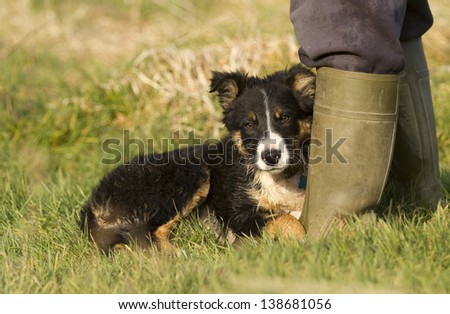 A black and white border collie puppy laid on the grass beside his masters wellington boot
