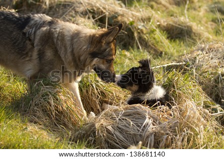 German Shepherd Dog with border collie puppy together in long grass, rubbing noses as friends.