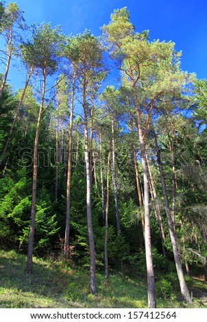 Forest near town Ruzomberok, Slovakia