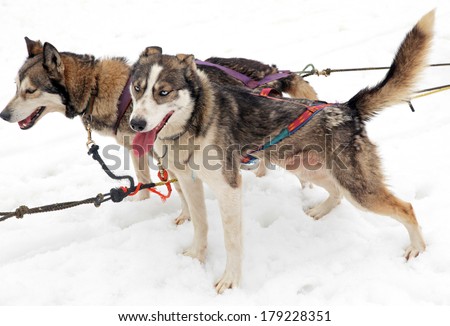 Sled dog in High Tatras mountains, Slovakia