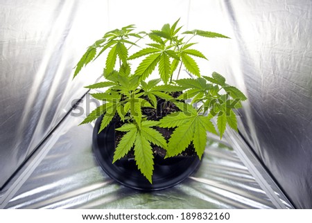 Marijuana plants under lamp