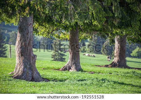Trees on the meadow, Slovakia