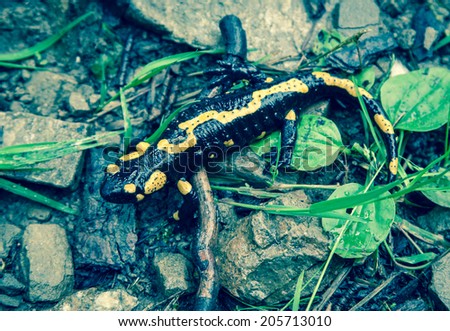 Fire salamander at Low Tatras, Slovakia