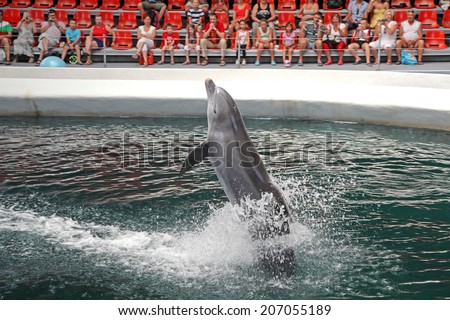 VARNA, BULGARIA - JULY 14: Dolphins during performance in dolphinarium Varna on July 14, 2013 in Varna